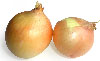 [onion+cells]