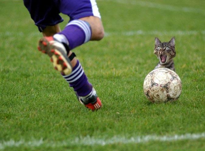 [cat_fun_joke_humor_lucu_14.jpg]