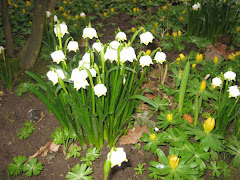 Frühlingsblumen - Boten Gottes