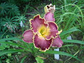 Unknown Ruffled Daylily