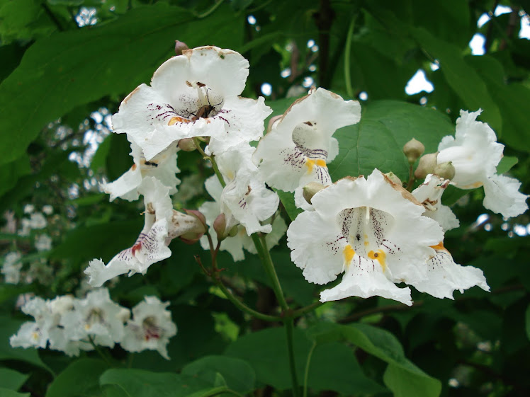 "Catalpa Tree" Blossoms