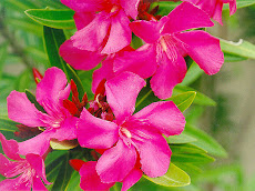 Ｏｌｅａｎｄｅｒ