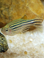 Ryba akwariowa Danio Pręgowany