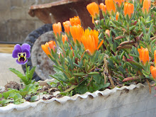 A minha fotografia