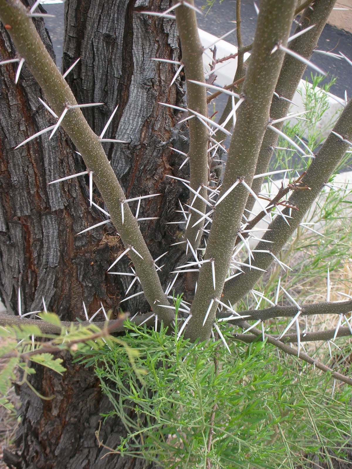 Prickly Paradise A Living in the Desert Thorns