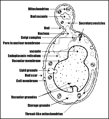 Budding Yeast Saccharomyces Budding Yeast Saccharomyces