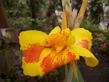 Baños flower