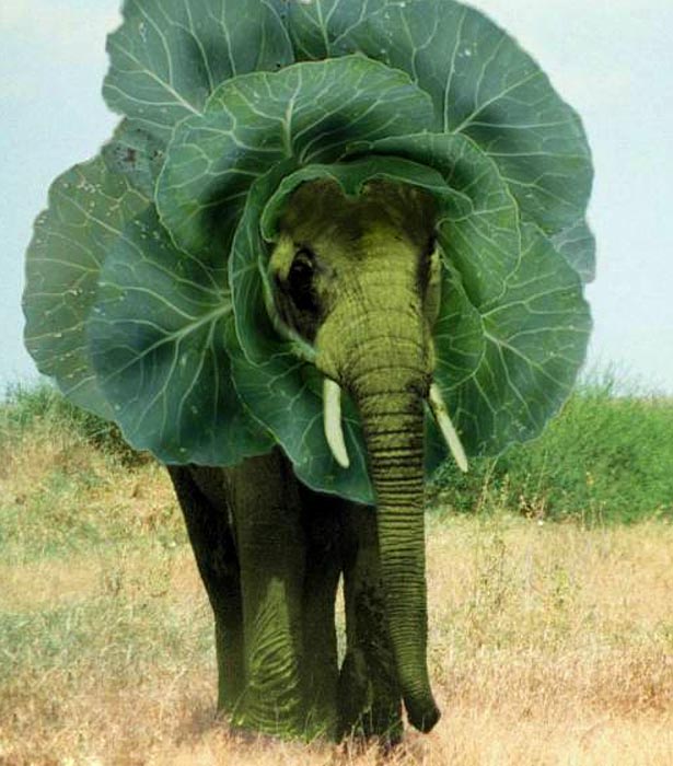 [ELEPHANT-OGM.jpg]