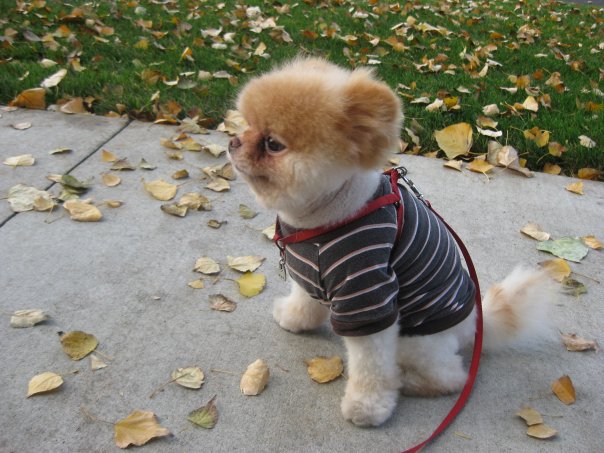 tierno tierno