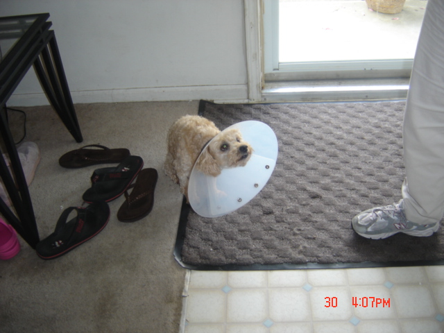 Doggie!