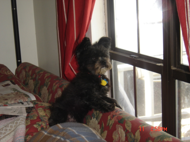 a black dog on a floral couch, looking intently out a window