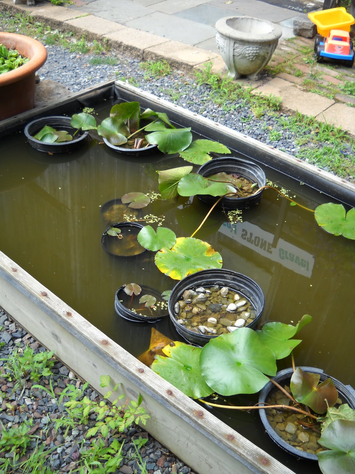(( the garden harlot )) potted water lily galore, compared to before.