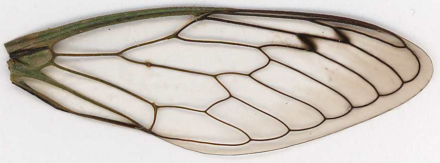 Dragonfly+wings+template