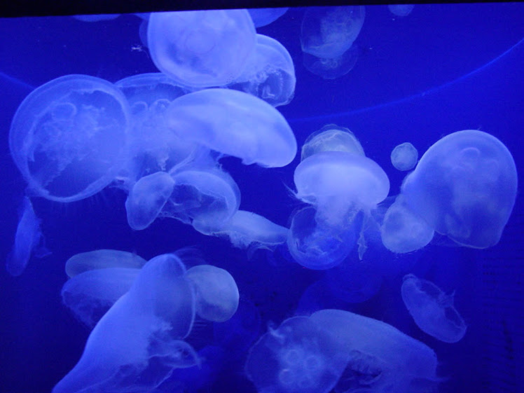mar de medusas