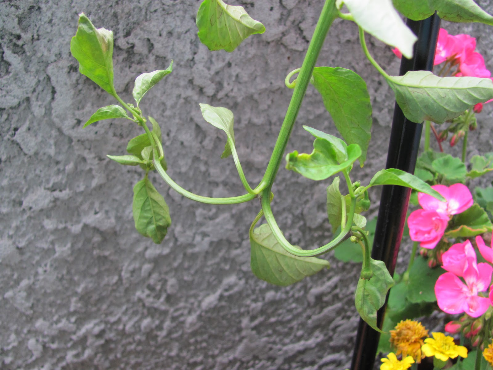 yellowfish Another Experiment... Upside Down Peppers!