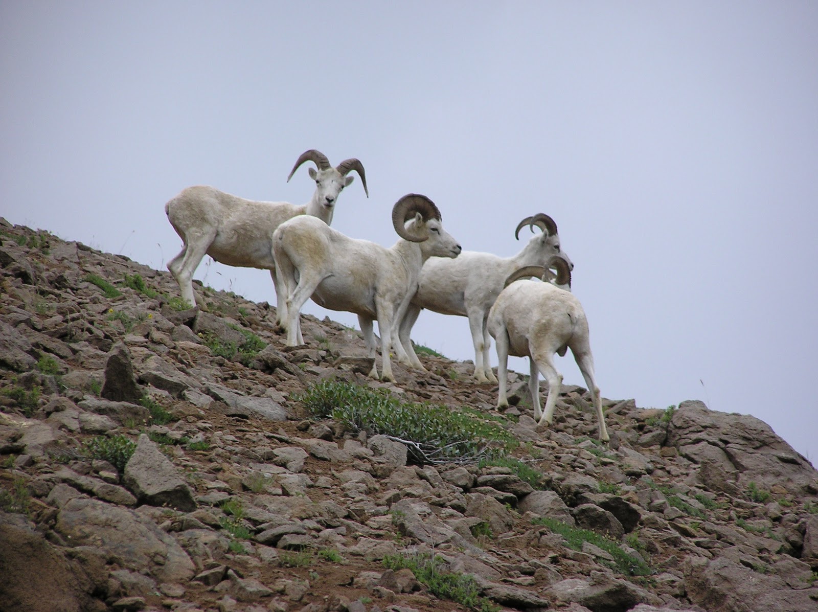 ansel adams  dahl sheep