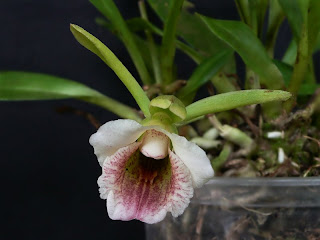Cyrtochilum umbrosum