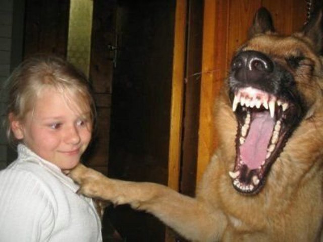 25 de novembro - Dia do cachorro comediante