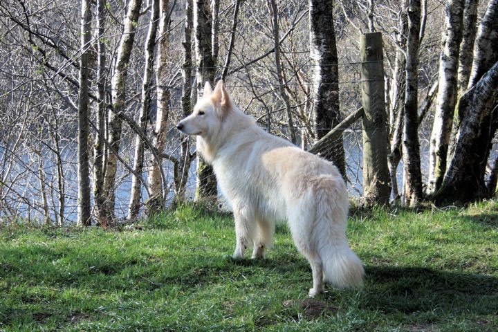[German_Shepherd_dog_long-haired_white.jpg]