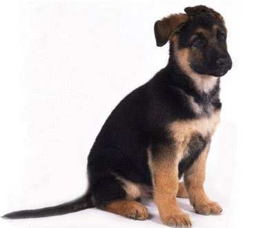 german shepherd dog,