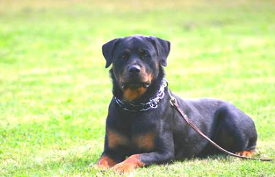 aggressive rottweilers, cool rottweiler information about rottweiler ...