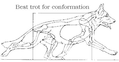 german shepherd dog trotting image, correct trotting of german shepherd dog gait, correct gsd movement, correct german shepherd dog movement