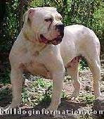 brazilian bulldog for sale