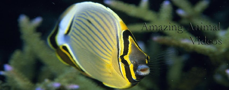 Animal Videos