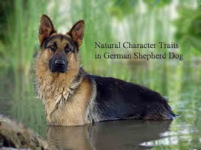 character traits in german shepherd dog
