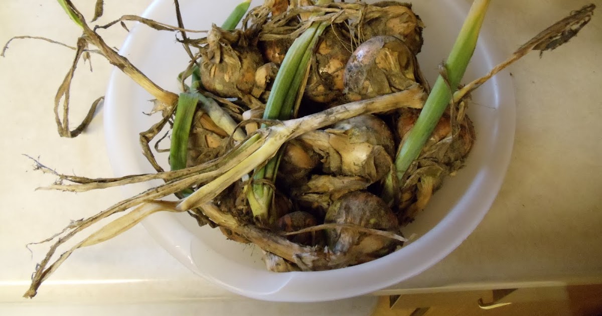Learning The Frugal Life: Freezing Onions