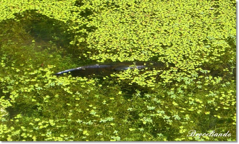 Broceliandes Garten Eden Loch Ness Im Oberbergischen