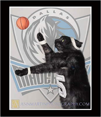 lol cats Dallas Mavericks basketball kitty cat dressed up as Dallas Maverick's Josh Howard