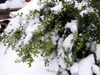 Gartenarbeit Ideen January 2010