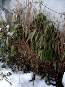 Gartenarbeit Ideen January 2010