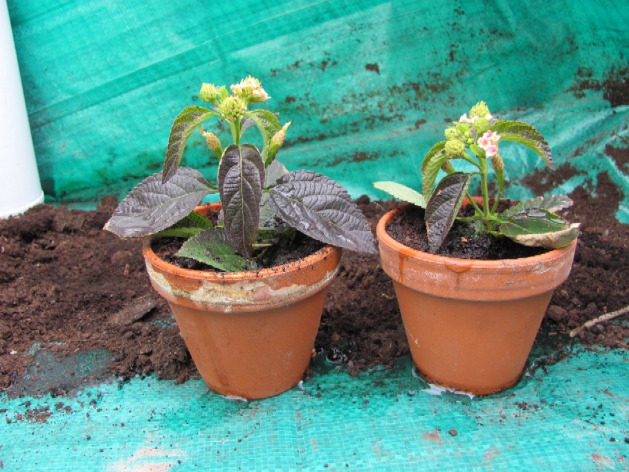 Gartenarbeit Ideen May 2010