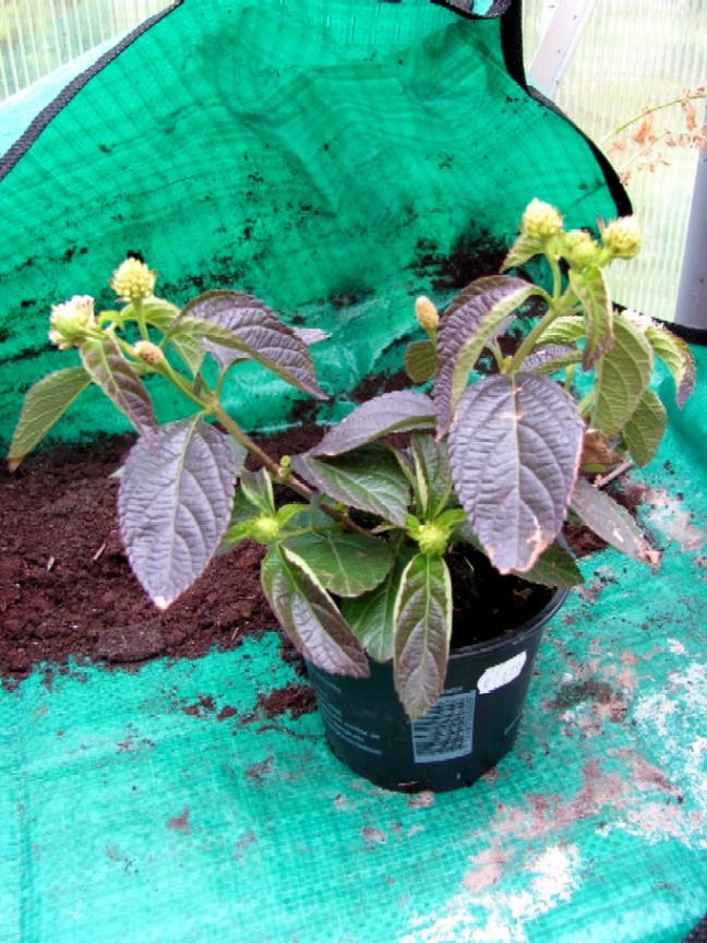 Gartenarbeit Ideen May 2010