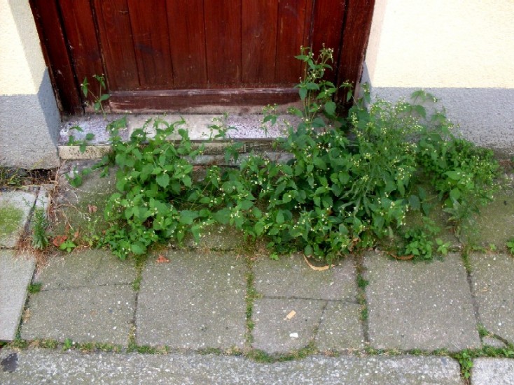 Garten Anders Unkraut Begrunung Hasslicher Flachen Perfektes
