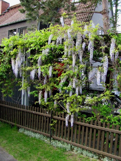 Garten-anders: Blauregen: Sehr gut für ein Carport geeignet (Glycinie