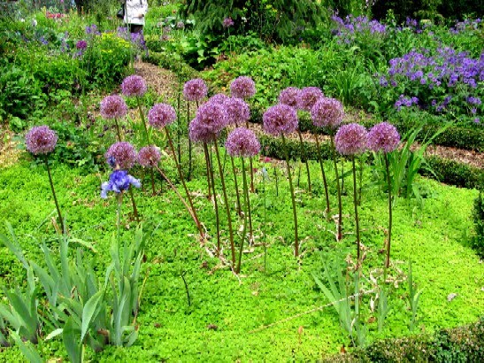 Gartenanders Allium als Wald