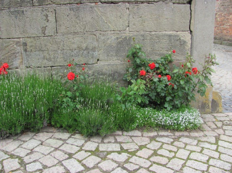 Garten Anders Rosen Und Lavendel