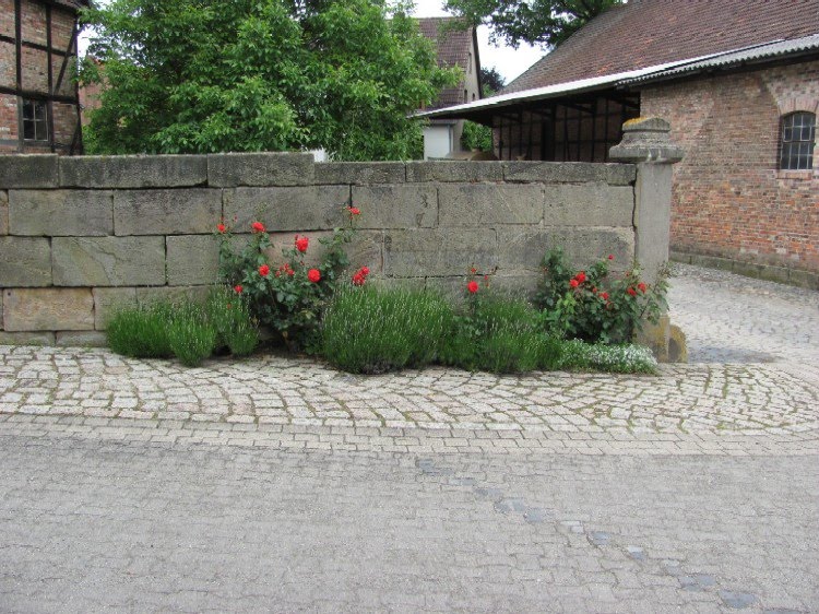 Garten Anders Rosen Und Lavendel