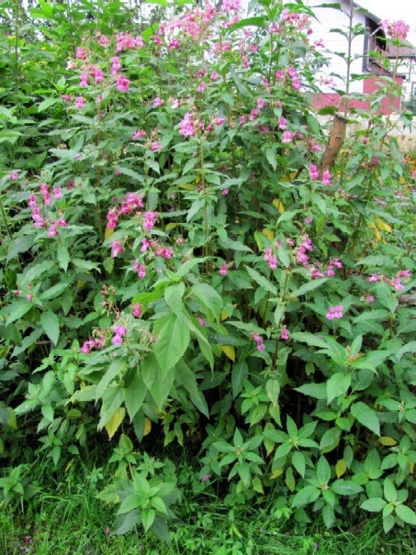 Garten Anders Springkraut Wie Man Die Pflanze Geniessen Kann