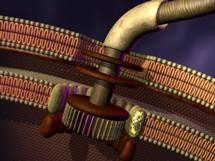 Bacterial flagellar motor