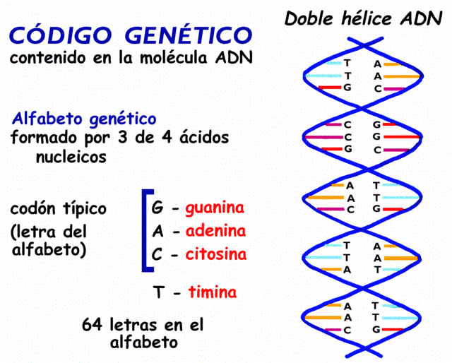 Resultado de imagen de El diccionario del ADN humano el CÃ³digo genÃ©tico