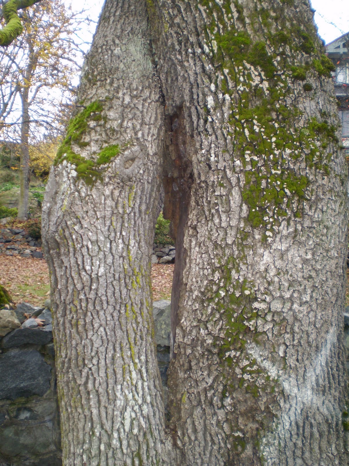 TreeWatchVictoria Oak trees fusing trunks
