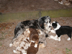 Chloe & pups