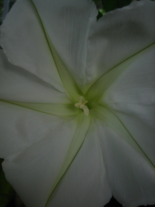 Moonflower from Urban Oasis