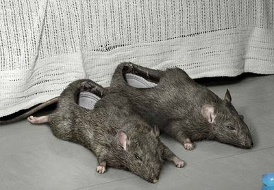 strange animal slippers