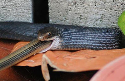 King cobra feed exclusively on smaller snakes