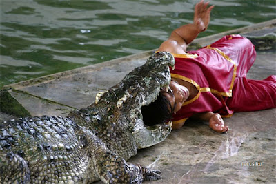 Crocodile stunts